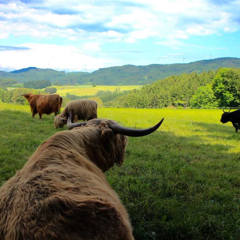 Glückliche Rinder auf einer saftig grünen Schwarzwaldwiese